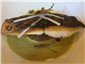charred bream